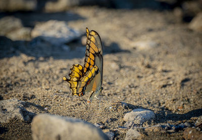 Close-up of butterfly on rock