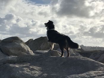 Dog on rock against sky