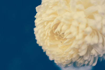 Close-up of flower over white background