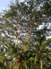 Low angle view of palm trees against sky