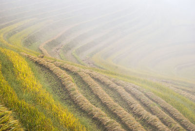 High angle view of wheat field