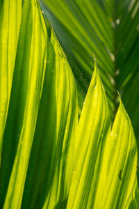 Full frame shot of green leaves