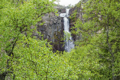 Waterfall in forest