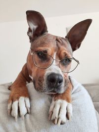 Pitbull wearing glasses looking at camera