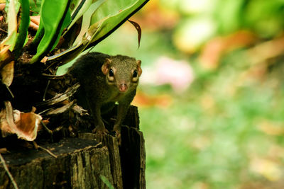 Close-up of squirrel on tree