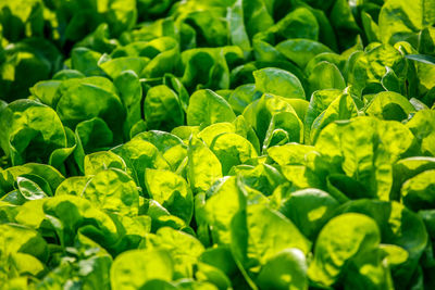 Full frame shot of fresh green spinach