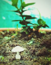 Close-up of plant against blurred background