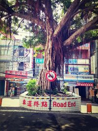 View of trees in the city