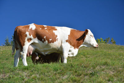 Cow standing in a field