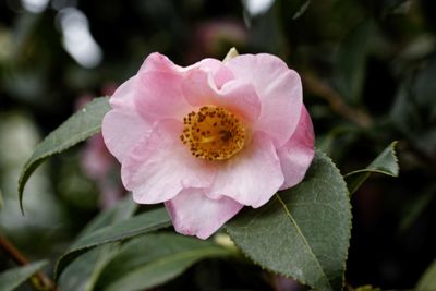 Close-up of pink rose