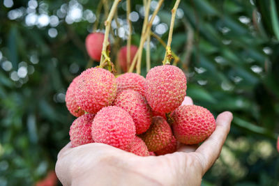 Close-up of hand holding strawberries
