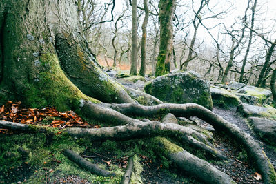 Moss growing on tree trunk