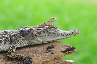 Close-up of lizard
