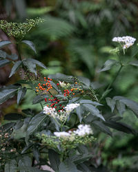 Close-up of red berries on plant