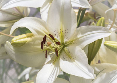 Close-up of white lily on plant