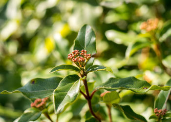 Close-up of flower against blurred background