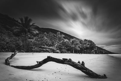 Driftwood at beach by mountain against cloudy sky