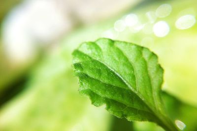 Close-up of wet plant leaves