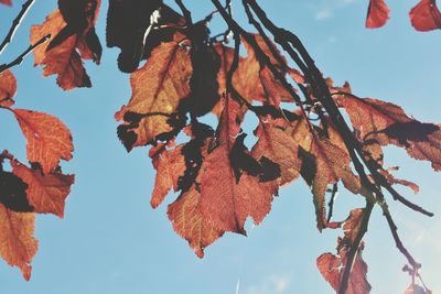 Low angle view of autumnal leaves against blue sky