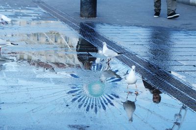 High angle view of seagulls standing on wet street