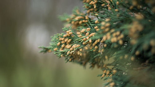 Close-up of flowering plant on tree