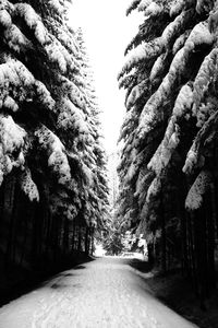 Road amidst trees against sky