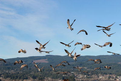 Low angle view of birds flying against sky