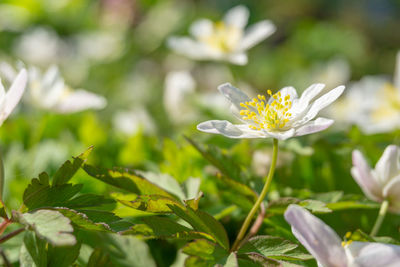 Close-up of white flowering plant