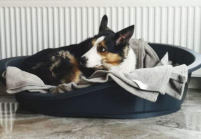 Cat resting on a dog