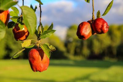 Close-up of apples on tree