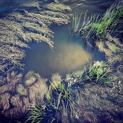 High angle view of tree by lake