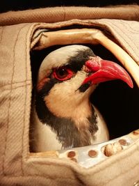 Close-up of a bird