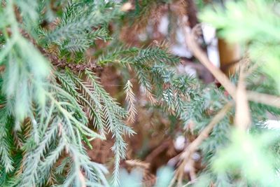 Close-up of pine cone on tree