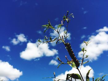 Low angle view of flower tree against blue sky