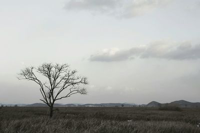 Bare tree on landscape against the sky