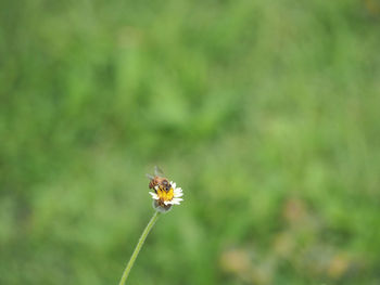 Close-up of bee on flower