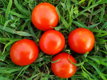 High angle view of tomatoes
