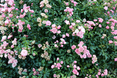 Close-up of white flowering plants