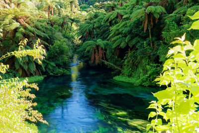 Scenic view of river amidst trees in forest