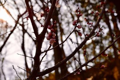 Close-up of cherry blossom