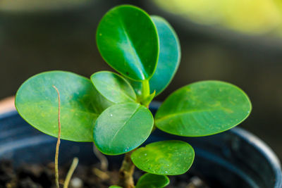 High angle view of fresh green plant