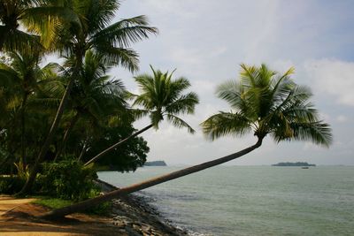 Palm trees at beach against sky