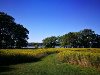 Flowers and trees growing on field against clear blue sky