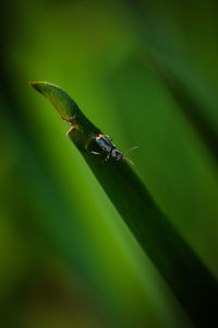 Close-up of grasshopper on leaf
