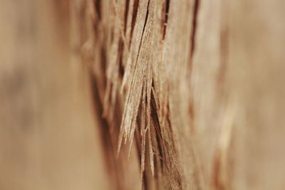 Full frame shot of tree trunk