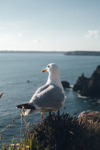 Seagull perching on a rock against sky