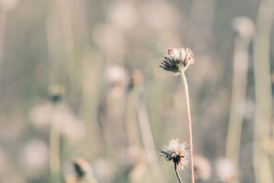 Close-up of dandelion flower