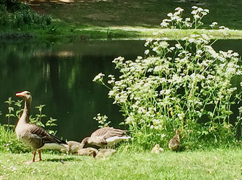 Birds in a lake