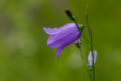 Close-up of flower against blurred background