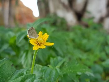 Close-up of yellow flowering plant